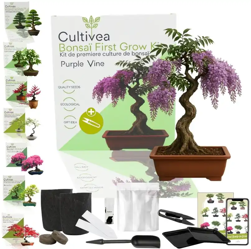 Populair - Cultivea Bonsai-Set "Purple Vine"