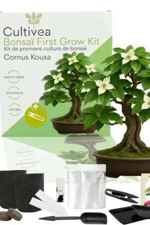 Topdeal - Cultivea Bonsai-Set "Cornus Kousa"