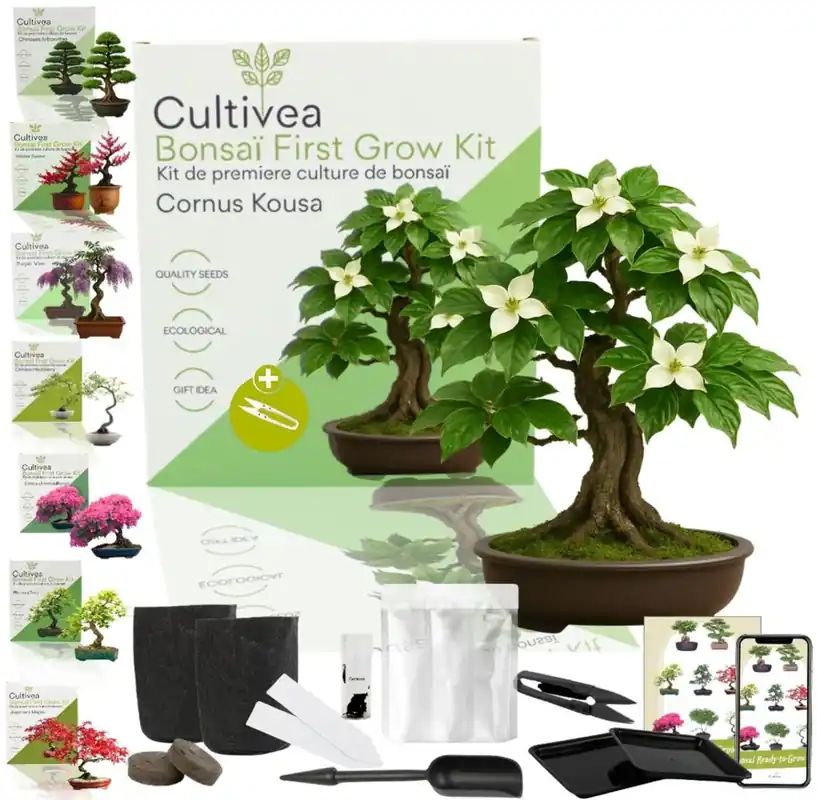 Topdeal - Cultivea Bonsai-Set "Cornus Kousa"
