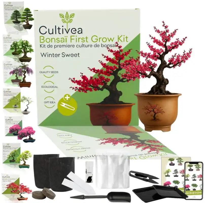 Cultivea Bonsai-Set "Winter Sweet" - Meest verkocht