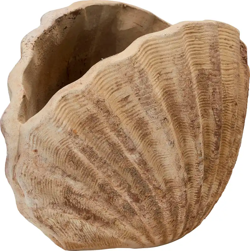 Dagdeal | Wikholm Shell Schelpenvaas