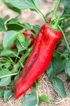 Kokopelli Biologische Zoete Rode Paprika "Corno di Toro Rosso", 25 Korrels | Favoriet van klanten