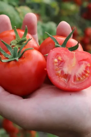 Veel gekozen - Culinaris Bio Saladetomaat 811-X, 12 Korrels