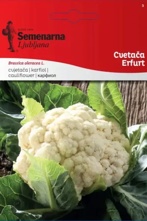 Semenarna Ljubljana Bloemkoolzaden "Erfurt", 2,50 g - Nieuw in het assortiment
