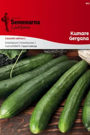 Uitverkoop - Semenarna Ljubljana Komkommerzaden "Gergana", 1,50 g