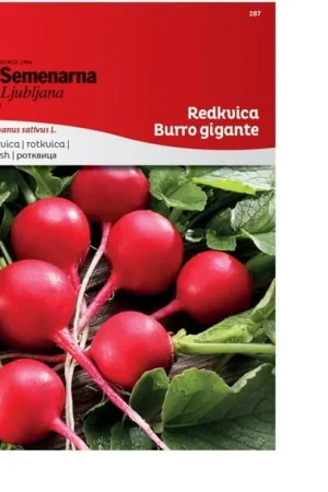 Speciale aanbieding - Semenarna Ljubljana Radijszaden "Burro Gigante", 8 g