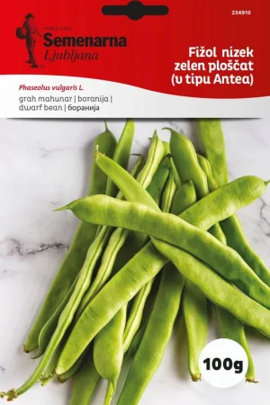 Semenarna Ljubljana Stamboonzaden "Cocco Blanc Précoce", 100 g - Superprijs