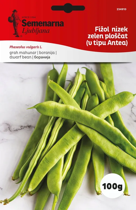 Semenarna Ljubljana Stamboonzaden "Cocco Blanc Précoce", 100 g - Superprijs