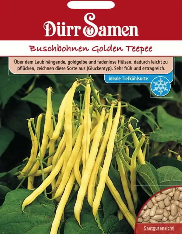 Dürr Samen Stamboon "Golden Teepee", 120 Korrels | Sale