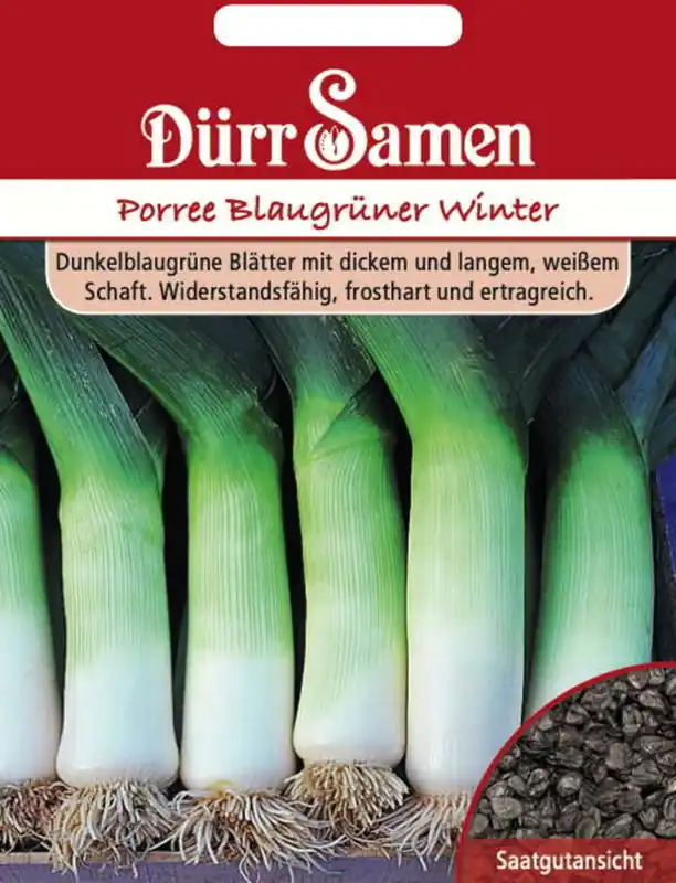 Dürr Samen Preizaden "Blaugrüner Winter", 400 Korrels | Erg populair