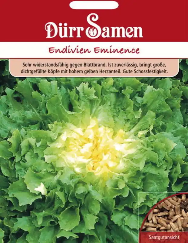 Dürr Samen Andijviezaden "Eminence", 400 Korrels | Lage prijs