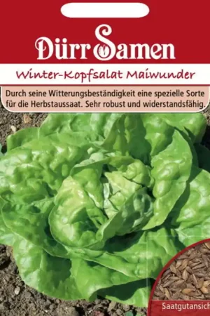 Dürr Samen Kropslazaden "Winterkopfsalat Maiwunder", 1.000 Korrels | Prijsverlaging