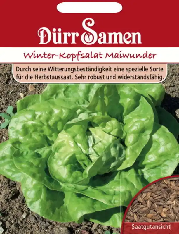 Dürr Samen Kropslazaden "Winterkopfsalat Maiwunder", 1.000 Korrels | Prijsverlaging