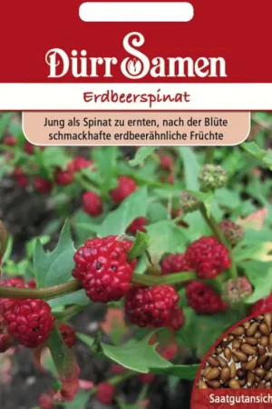 Direct leverbaar - Dürr Samen Trosaardbeispinaziezaden, 100 Korrels