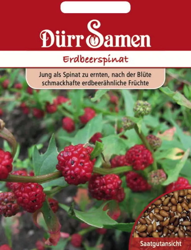 Direct leverbaar - Dürr Samen Trosaardbeispinaziezaden, 100 Korrels