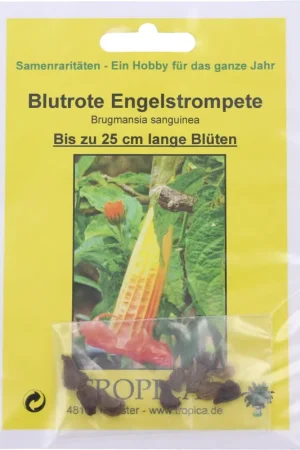 TROPICA Rode Engelstrompet, 7 Korrels - Premiumkwaliteit