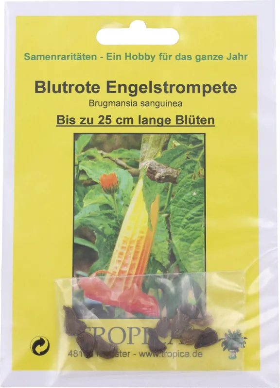 TROPICA Rode Engelstrompet, 7 Korrels - Premiumkwaliteit