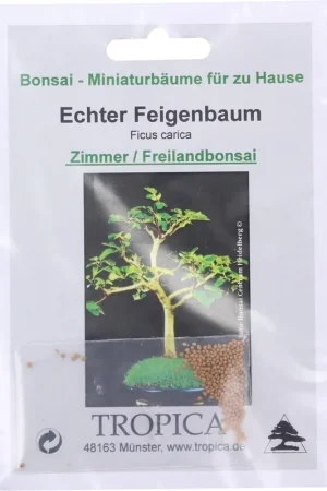 Verlaagde prijs | TROPICA Bonsai "Echter Feigenbaum", 50 Korrels