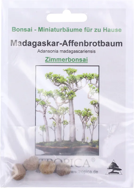 TROPICA Bonsai "Madagaskar-Affenbrotbaum, 4 Korrels - Nieuw binnen