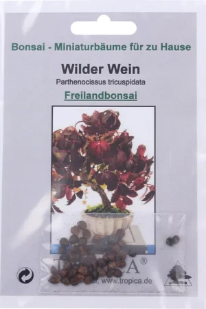 Favoriet van klanten | TROPICA Bonsai "Wilder Wein", 25 Korrels
