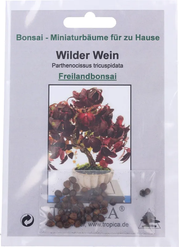 Favoriet van klanten | TROPICA Bonsai "Wilder Wein", 25 Korrels