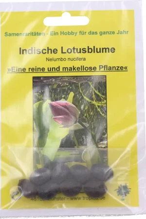 Bespaar meer - TROPICA Indische Lotusbloem, 8 korrels