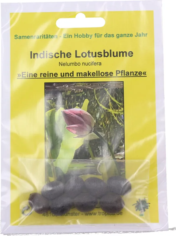 Bespaar meer - TROPICA Indische Lotusbloem, 8 korrels