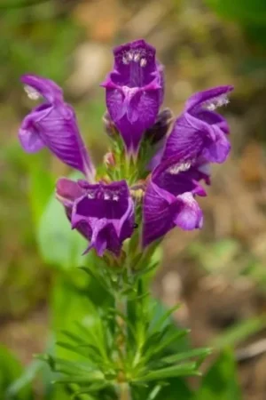 TROPICA Turkse Drakenkop, 50 Korrels - Bestseller