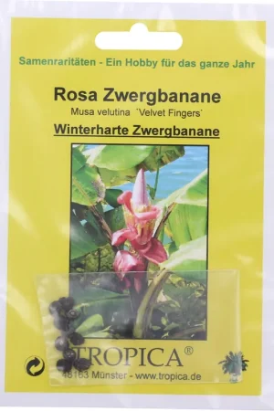 Bijna uitverkocht - TROPICA Roze Dwergbanaan "Velvet Fingers", 10 Korrels
