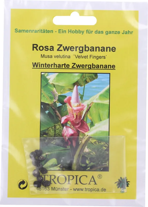 Bijna uitverkocht - TROPICA Roze Dwergbanaan "Velvet Fingers", 10 Korrels