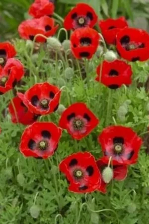 Trending | TROPICA Rode Dwergpapaver, 100 Korrels