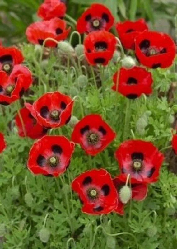 Trending | TROPICA Rode Dwergpapaver, 100 Korrels