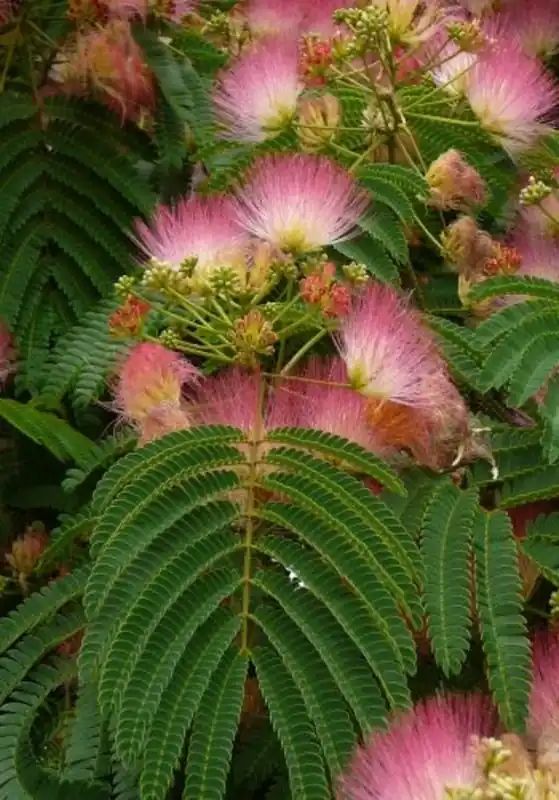TROPICA Perzische Slaapboom, 50 Korrels | Populair bij klanten
