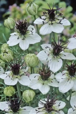 Deal | TROPICA Nigella "African Bride", 50 Korrels