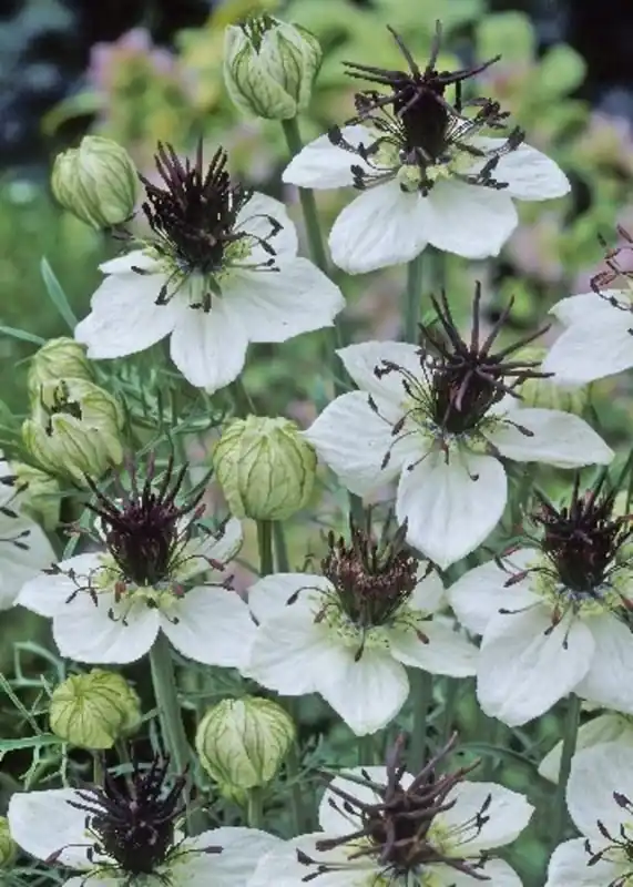 Deal | TROPICA Nigella "African Bride", 50 Korrels