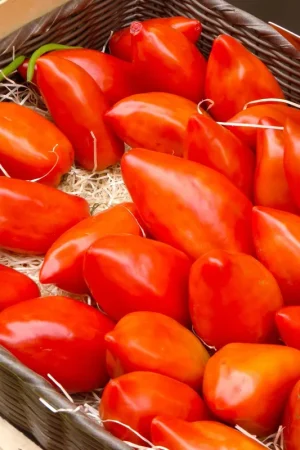 TROPICA Tomaat "Andine Cornue-Andenhorn", 10 Korrels | Online kopen