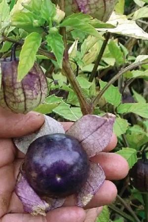 TROPICA Tomatillo "Purple-Violette", 20 Korrels - Hoog gewaardeerd