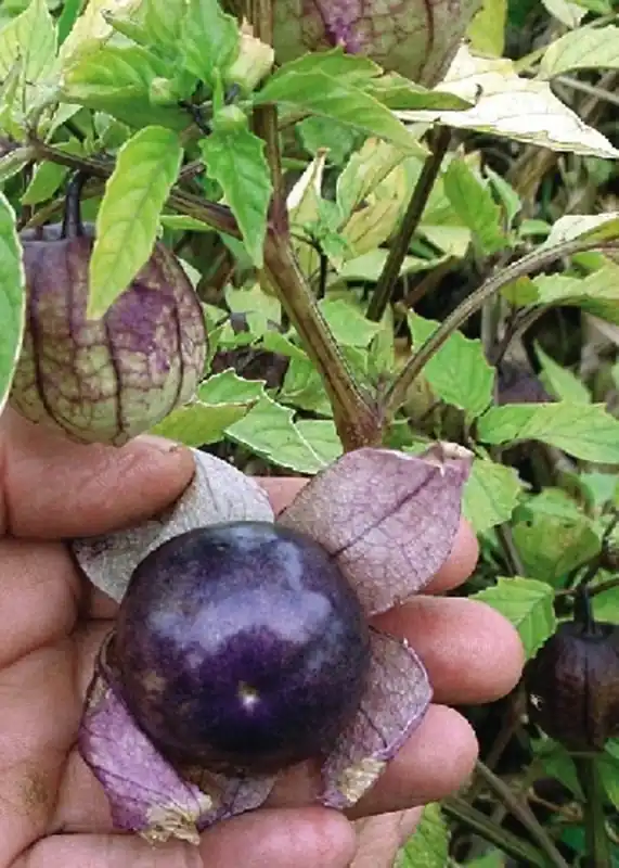 TROPICA Tomatillo "Purple-Violette", 20 Korrels - Hoog gewaardeerd