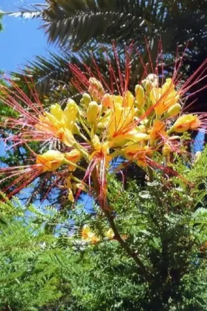 Hoge kwaliteit - TROPICA Winterharde Pauwenstruik, 10 Korrels