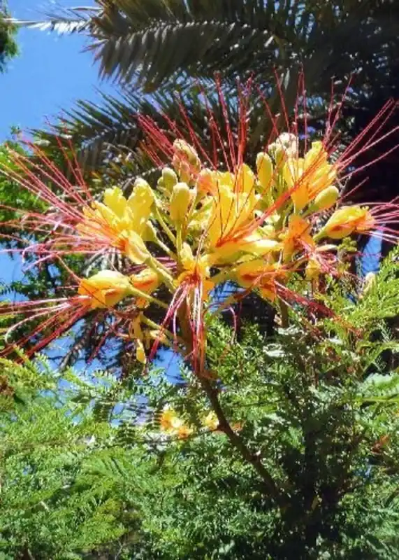 Hoge kwaliteit - TROPICA Winterharde Pauwenstruik, 10 Korrels