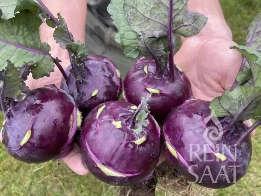 Voordeelprijs | ReinSaat Koolrabi "Rocco"