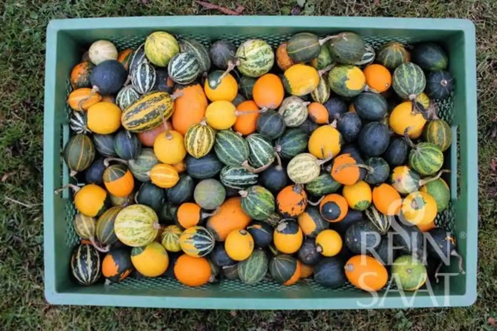 ReinSaat Sierpompoenmix "Goblin Eggs", 20 Korrels | Nieuw