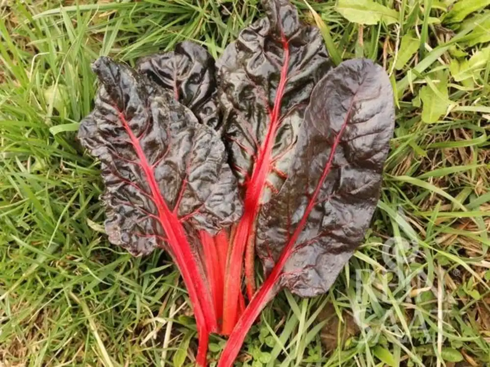 ReinSaat Snijbiet "Five Colours Red" - Topdeal