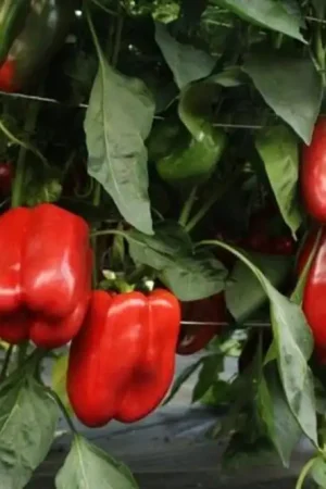 ReinSaat Blokpaprika "Fiorosso", 20 Korrels | Extra voordeel