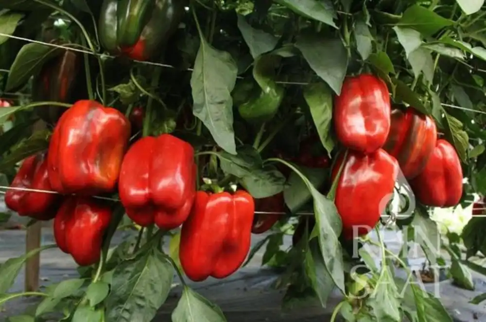 ReinSaat Blokpaprika "Fiorosso", 20 Korrels | Extra voordeel