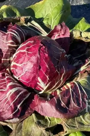 Prijs verlaagd | ReinSaat Roodlof "Rossa di Chioggia/Vesuvio"