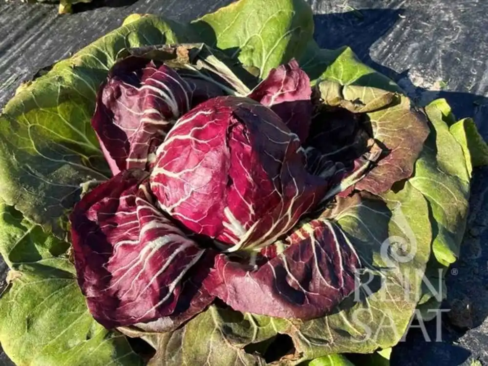 Prijs verlaagd | ReinSaat Roodlof "Rossa di Chioggia/Vesuvio"