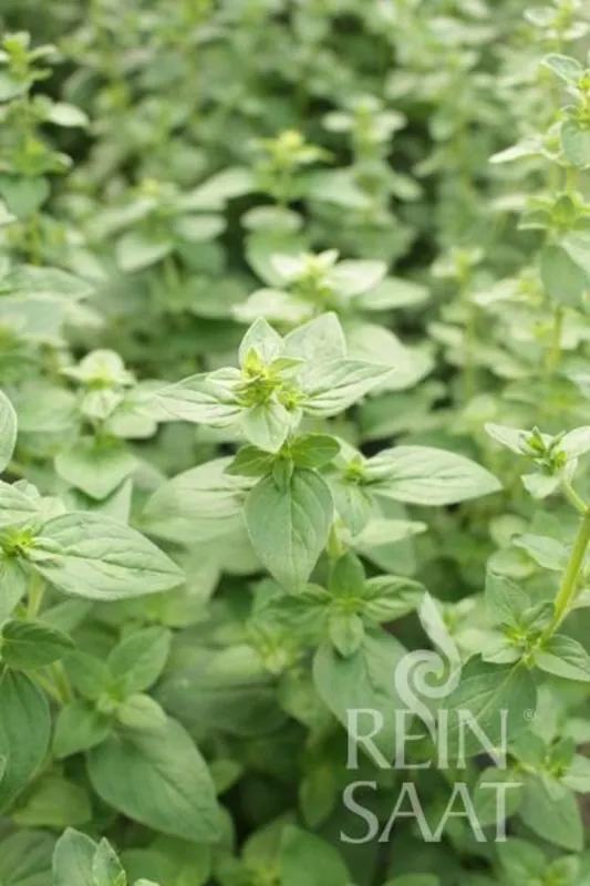 Nieuw binnengekomen | ReinSaat Oregano "Pantokrator"