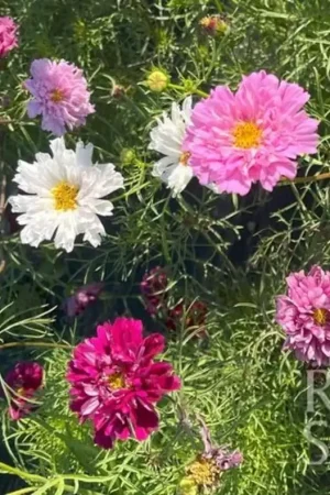 ReinSaat Cosmea "Double Click Assorted" - Alleen vandaag