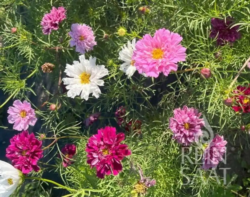 ReinSaat Cosmea "Double Click Assorted" - Alleen vandaag